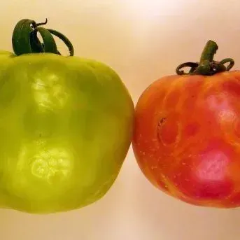 thumbnail for publication: Managing Thrips and Tospoviruses in Tomato